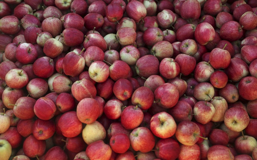 Jablka byla plná pesticidů (ilustrační foto).