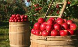 Ako uskladniť jablká, aby zostali šťavnaté až do jari