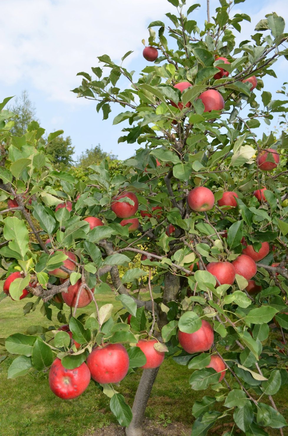Bohemia jsou ryze českou odrůdou jablek, která se do prodejen nedostává, ukazuje Milan Jánošík.
