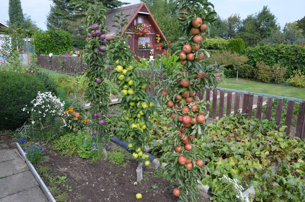 V osadě mají i stromkové jablka, které šetří místo a plodí během celého roku.