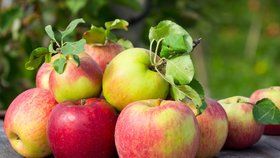 Jablka jsou plná prospěšných bakterií