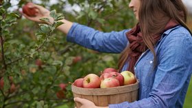 Jablka z vlastní úrody. Víte, jak je správně uskladnit?
