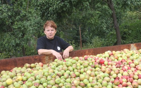 Olga Lukášová nyní vykupuje padaná jablka.