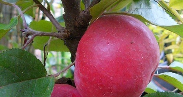 Unikátními jabloněmi s plody s rudou dužinou překvapíte rodinu i sousedy