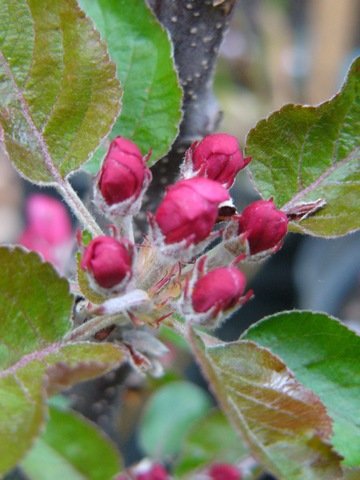 Tyto odrůdy jabloní mají načervenalé i listy a působí tak na zahradě velmi dekorativně