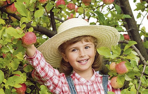 Jablka: Nejzdravější plody na světě 