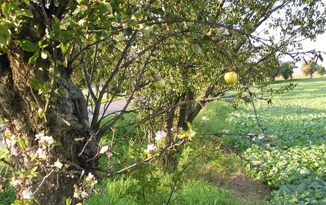 Na jabloni dozrávají jablíčka a zároveň kvete.