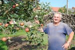 Rudolf Sedláček ze Šošůvky na Blanensku ukazuje na květy, které nyní na podzim vykvetly na jeho jabloni obsypané plody.