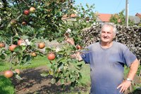 Příroda se zbláznila: Jabloně květou a zároveň mají plody