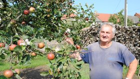 Rudolf Sedláček ze Šošůvky na Blanensku ukazuje na květy, které nyní na podzim vykvetly na jeho jabloni obsypané plody.