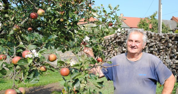 Rudolf Sedláček ze Šošůvky na Blanensku ukazuje na květy, které nyní na podzim vykvetly na jeho jabloni obsypané plody.