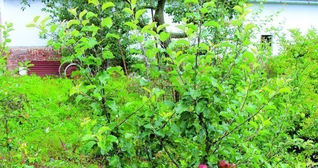 Nejstarší odrůdy jabloní jsou mnohem zdravější než moderní šlechtěnci Mnohem zdravější než nablýskaná jablka moderních odrůd jsou ta ze zahrádky po dědečkovi či nejlépe prapradědečkovi.