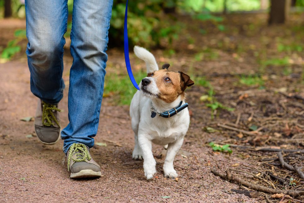 Jack Russel teriér bývá vytrvalý a houževnatý.