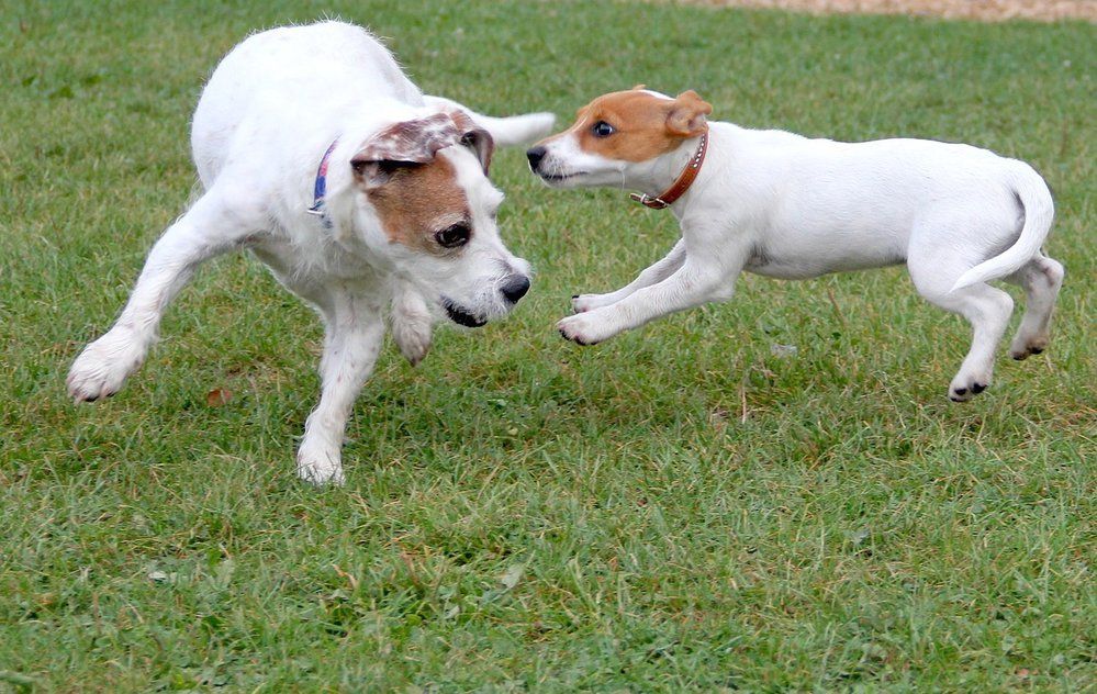 Jack Russell teriér je velký psí lovec a kamarád