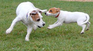 Psí plemena: Jack Russell teriér, lovec a kamarád