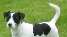 Jack Russell teriér