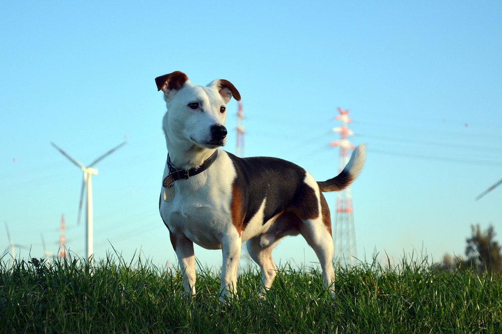 Jack Russell teriér je velký psí lovec a kamarád