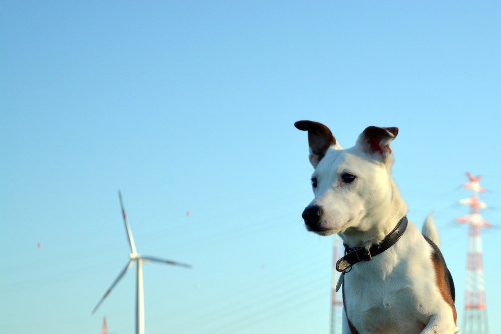 Jack Russell teriér je velký psí lovec a kamarád