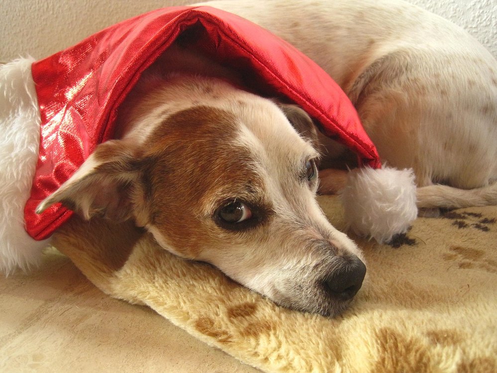 Jack Russell teriér je velký psí lovec a kamarád