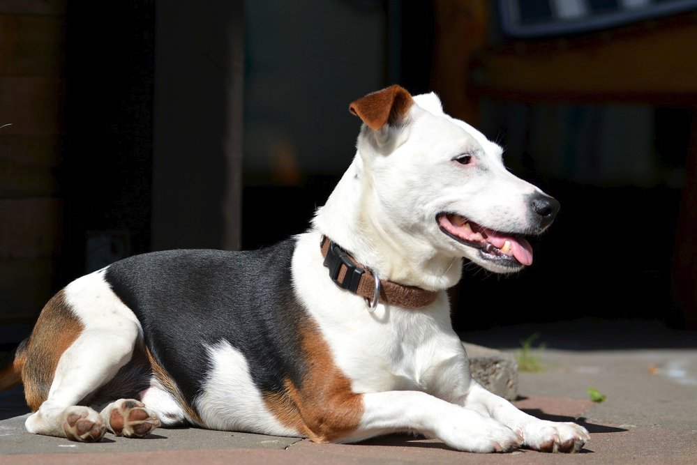 Jack Russell teriér je velký psí lovec a kamarád