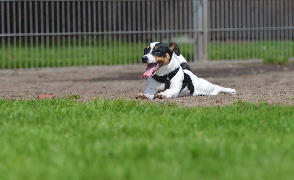 Jack Russell teriér je velký psí lovec a kamarád