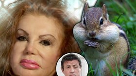 Jackie Stallone tvrdí, že vypadá jako hlodavec čipmank s tlamou narvanou potravou