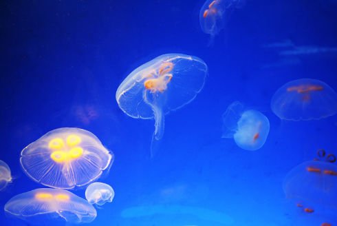 Talířovky jsou hojnými medúzami Středozemního moře, jejich jed většinou člověku neublíží. Nebezpečí představují jiné, menší druhy.