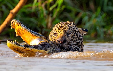 Kajman měl podle fotografa na dálku 2,5 metru. Jaguár se vyznačuje velmi silným stiskem čelistí.