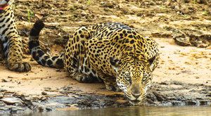 Rybožraví jaguáři: Milovníci vody loví společně!