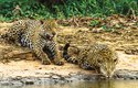 Pantalští jaguáři mohou vážit přes 130 kg
