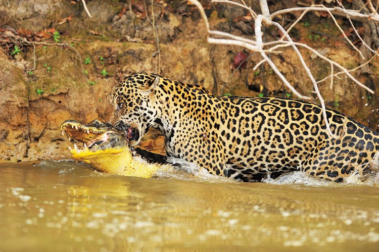 Kajmani jsou v Pantanalu jednou z nejčastějších kořistí jaguárů
