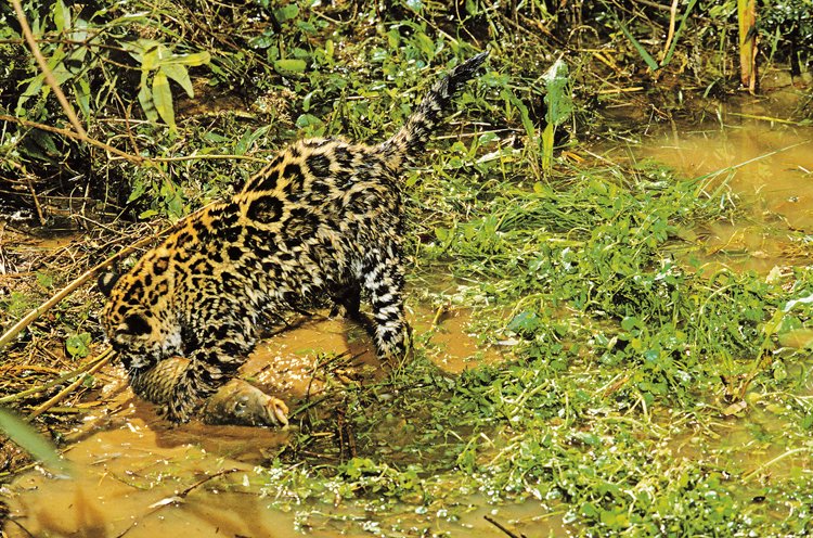 Ryby se jaguáři učí lovit už jako mláďata