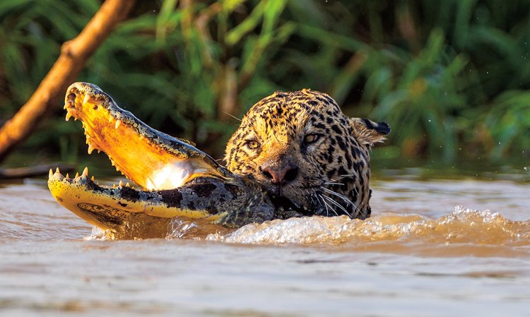 Jaguár má obrovský stisk čelisti, kajmanovi hravě prokousne lebku