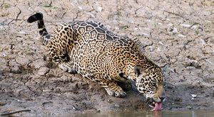 Extrémy se nesmí opakovat! Přežijí jaguáři klimatickou změnu?