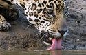 Opakované sucho a záplavy, které s sebou bude přinášet změna klimatu, se podle vědců mohou stát jaguárům osudnými