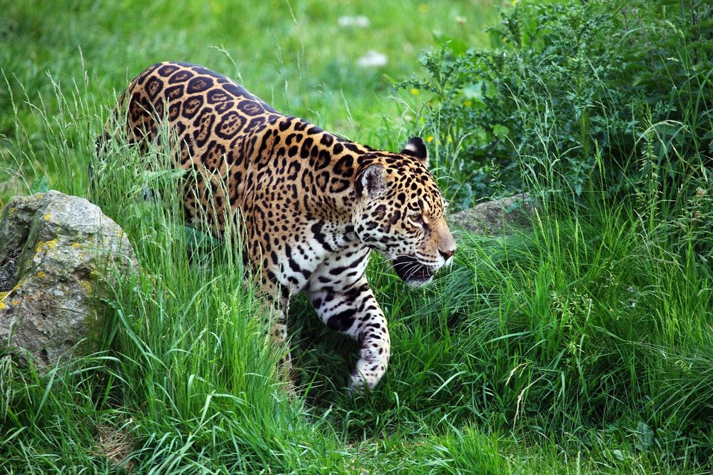 Aby se jaguár uživil, potřebuje značně velké lovecké území