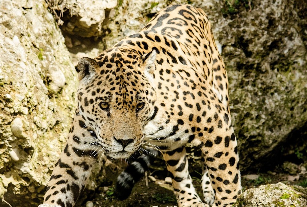 Jaguár (Panthera onca) patří spolu s tygry, lvy a levharty mezi tzv. velké kočky