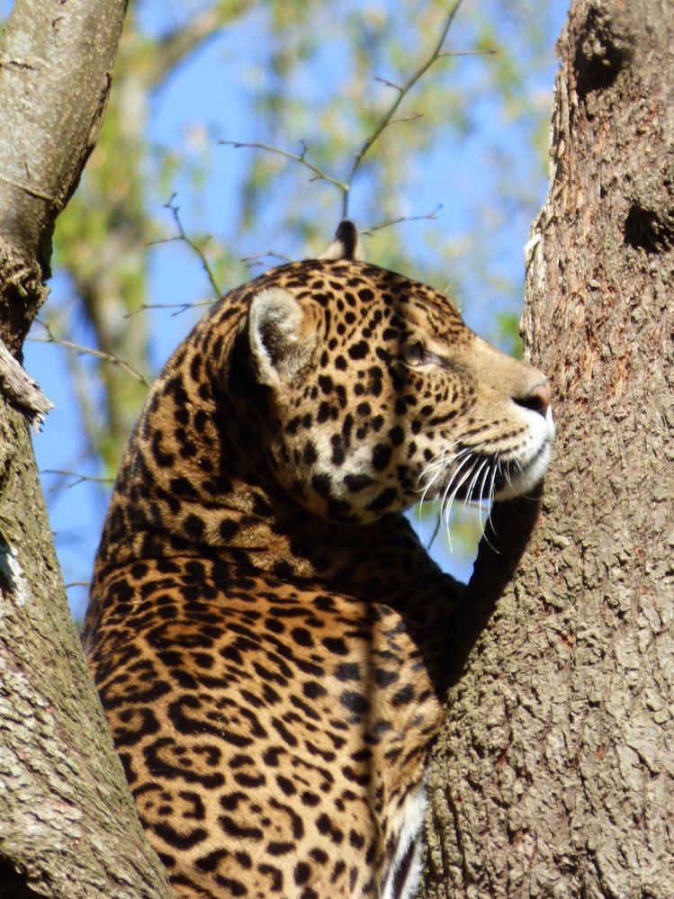 Jaguár (Panthera onca) patří spolu s tygry, lvy a levharty mezi tzv. velké kočky