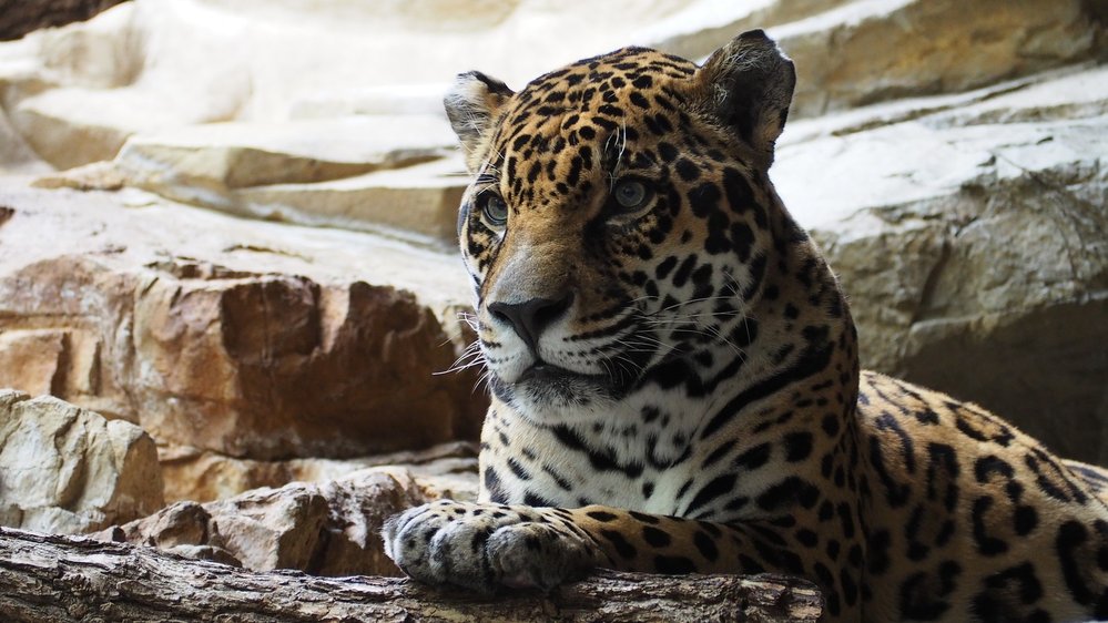 Jaguár (Panthera onca) patří spolu s tygry, lvy a levharty mezi tzv. velké kočky