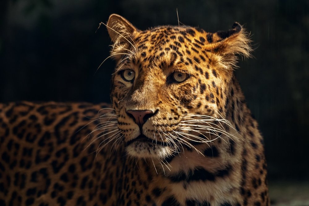 Mohutná hlava a dlouhé silné špičáky umožňují jaguárovi zabíjet oběť tak, že jí prokousne lebku