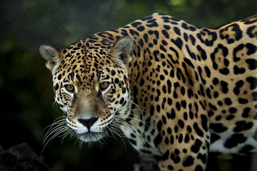 Mayové věřili, že jaguár je převtělením nočního slunce