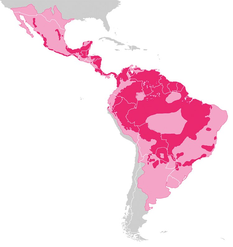 Dnešní areál výskytu jaguárů (purpurově) představuje méně než polovinu (46 %) území, na kterém žili v roce 1900