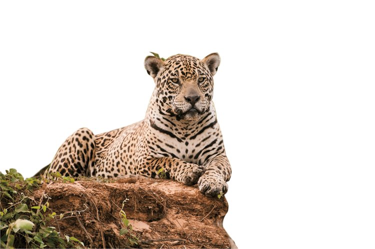 Čím jižněji jaguáři žijí, tím jsou větší. Ti z Paraguaye mohou vážit víc než 135 kg
