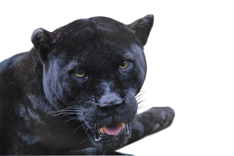 Stejně jako u levhartů se mezi jaguáry vyskytují melanističtí „černí panteři“ s nadbytkem tmavého pigmentu melaninu