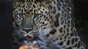 Mladý jaguár utekl z výběhu a zabil šest zvířat. V zoo pro něj měli pochopení