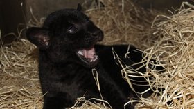 V hodonínské zoo se narodila samička jaguára, která je celá černá. Toto zabarvení má jen 6 % těchto šelem.