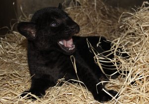 V hodonínské zoo se narodila samička jaguára, která je celá černá. Toto zabarvení má jen 6 % těchto šelem.