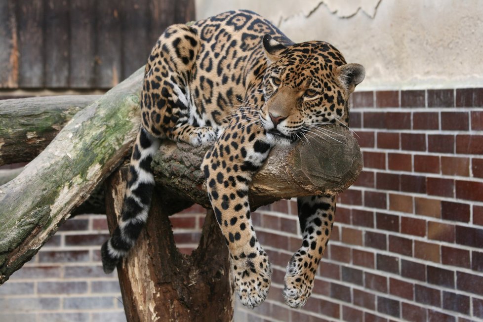 Matkou jaguářího mláděte v hodonínské zoo je téměř sedmiletá Gracia.