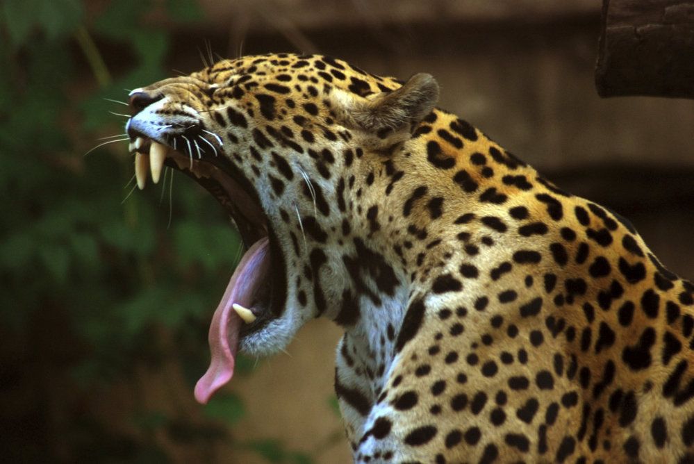 Jaguár americký je považován za třetí největší kočkovitou šelmu na světě