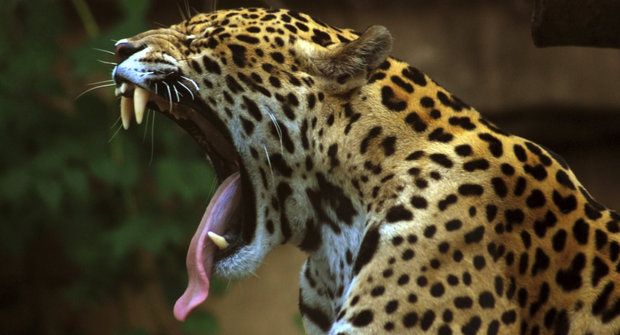 Bůh přichází v noci: Amazonští jaguáři bojují o přežití